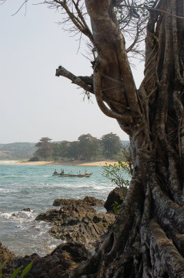 Pohon Tua di Pantai Pulau Manuk