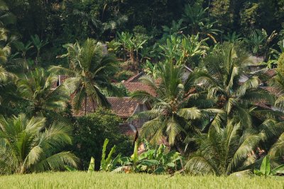 pohon kelapa dan kampung