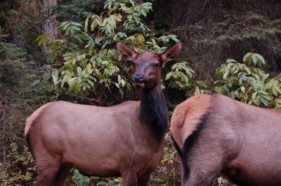 curiois look from Elk