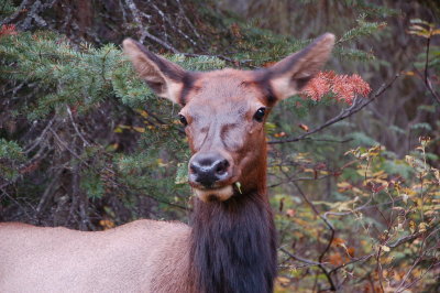 Elk encounter in morning