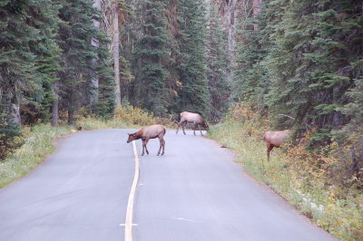 Elk roaming