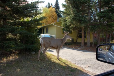 Deer in The Banff City
