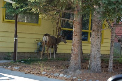 Deer playing in the Banff house