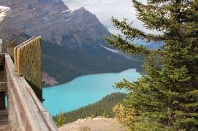 Lake Peyto