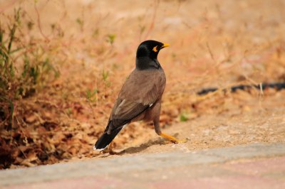 07 - Common Myna  - Acridotheres tristis