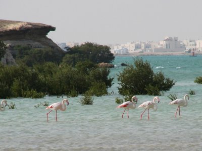 11 - Greater Flamingo - Phoenicopterus Ruber