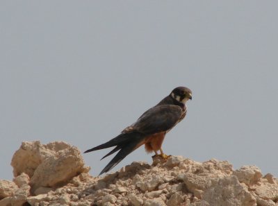 12 - Eurasian Hobby Falcon - Falco Subbuteo
