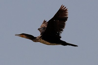 13 - Great Cormorant Phalacrocorax Carbo