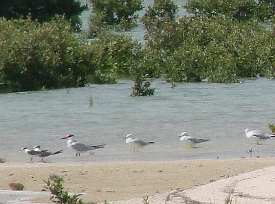 14 - Caspian Tern - Sterna Caspia