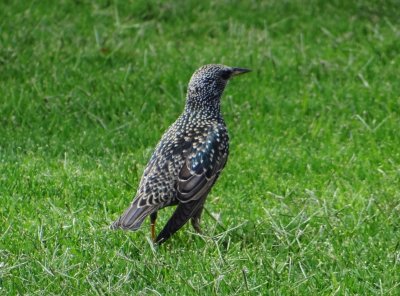 20 - Common Starling  - Sturnus Vulgaris - European Starling