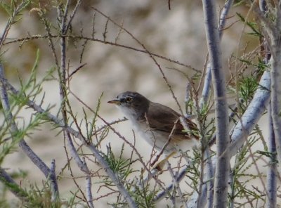 21 - Grasshopper Warbler - Locustella naevia