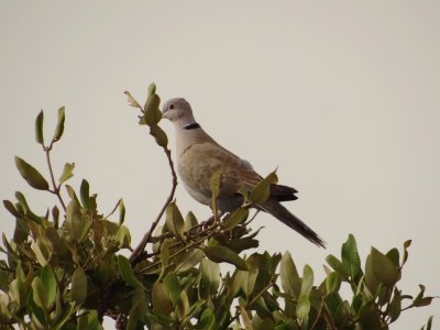 22 - Eurasian Collared-Dove