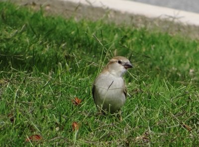 23 -  House Sparrow Passer domesticus