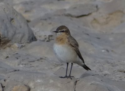 24 - Isabelline Wheatear - Oenanthe isabellina