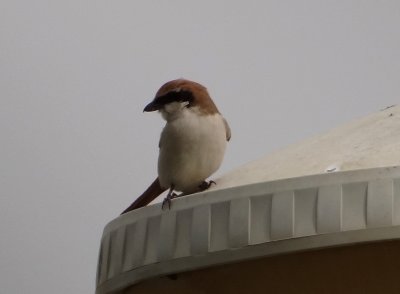 30 - Rufous-tailed Shrike - Lanius isabellinus