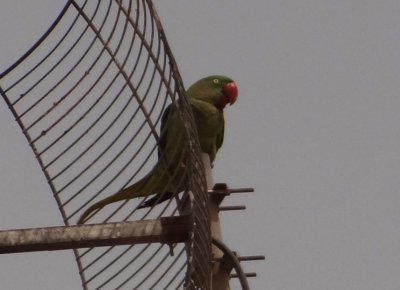 31  Rose ringed Parakeet Psittacula krameri