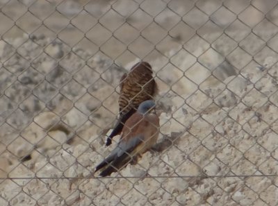 37 - Lesser Kestrel Falco Naumanni