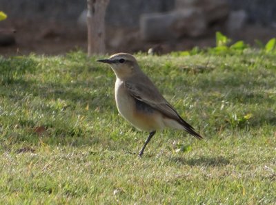 38 Isabelline Wheatear - Oenanthe isabellina