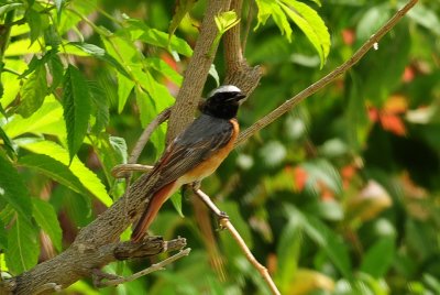 43 - Common Redstart Phoenicurus phoenicurusemi