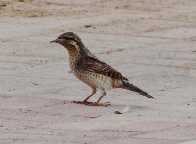 45 - Eurasian Wryneck, Jynx torquilla