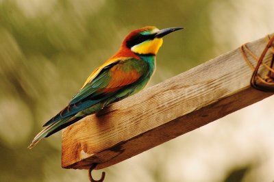 48  European Bee Eater - Merops apiaster