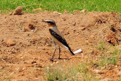 53  Northern Wheatear - Oenanthe Oenanthe