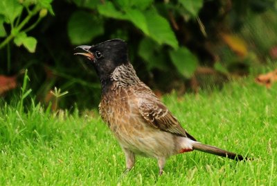 56  Red vented Bulbul - Pycnonotus cafer