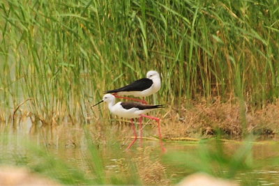 Black Wing Stilt