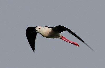 Black Wing Stilt