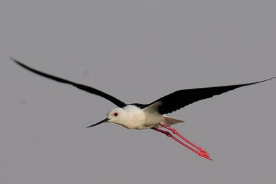 Black Wing Stilt - just about landing