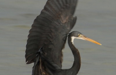 Grey Heron