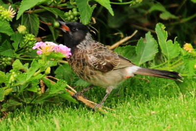 Black Cheek Bulbul