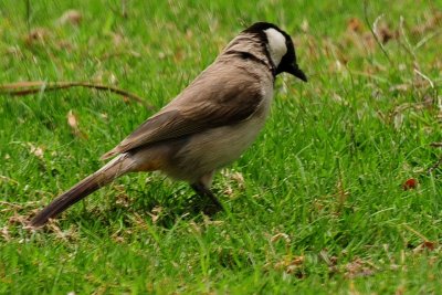 White Check Bulbul