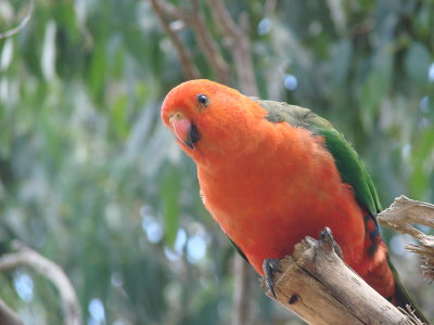 parakeet - great ocean road Victoria - Ausie