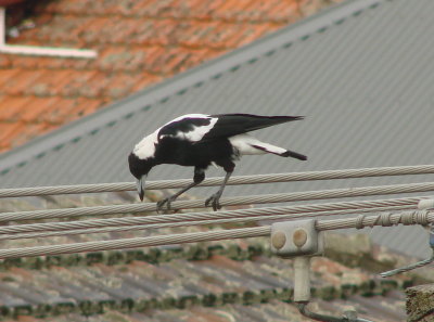 Cracticus nigrogularis (Pied Butcherbird)