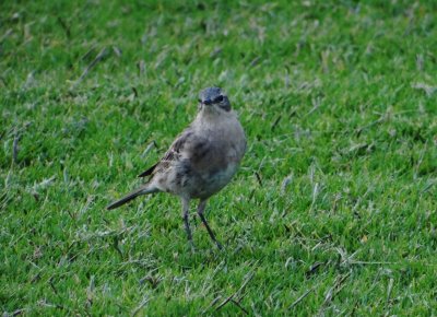 Water Pipit