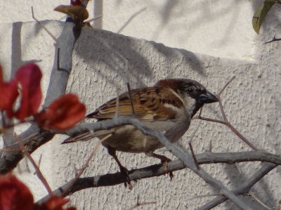 Domestic Sparrow