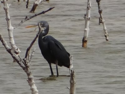 Grey Heron