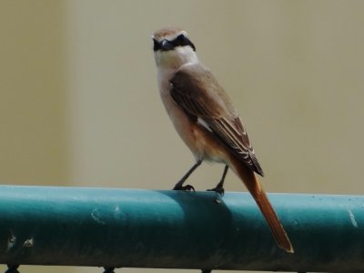 Rufous Tailed Wheatear