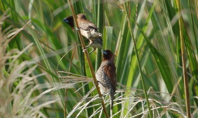 Scaly breasted Munia - Lonchura Punctulata