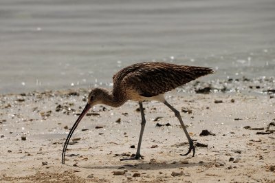 28 - Eurasian Curlew - Numenius arquata