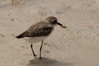 61. Kentish Plover - Charadrius Alexandrinus