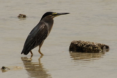 62 Little Heron - Butorides Striatus