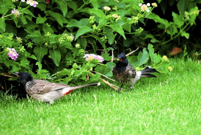 Black cheek Bulbul - fruit hunting