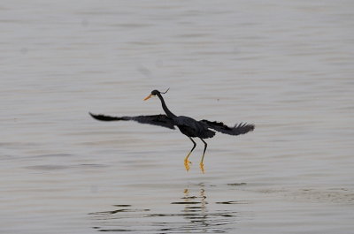 Grey Heron - chasing the small fish