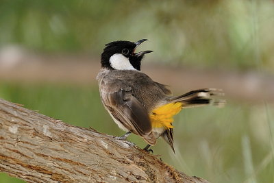 White cheek Bulbul - sing a song for me