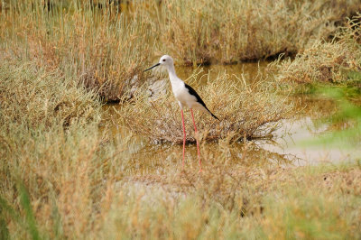 Black Wing Stilt