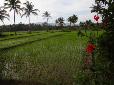 agak unik juga sawah luas di perbukitan kapur ini