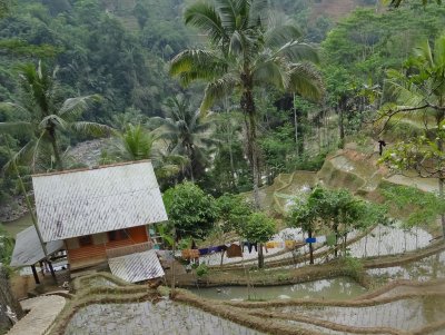 pemandangan yg hijau