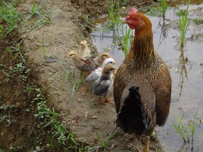 nih ayam keren banget kayak kain batik